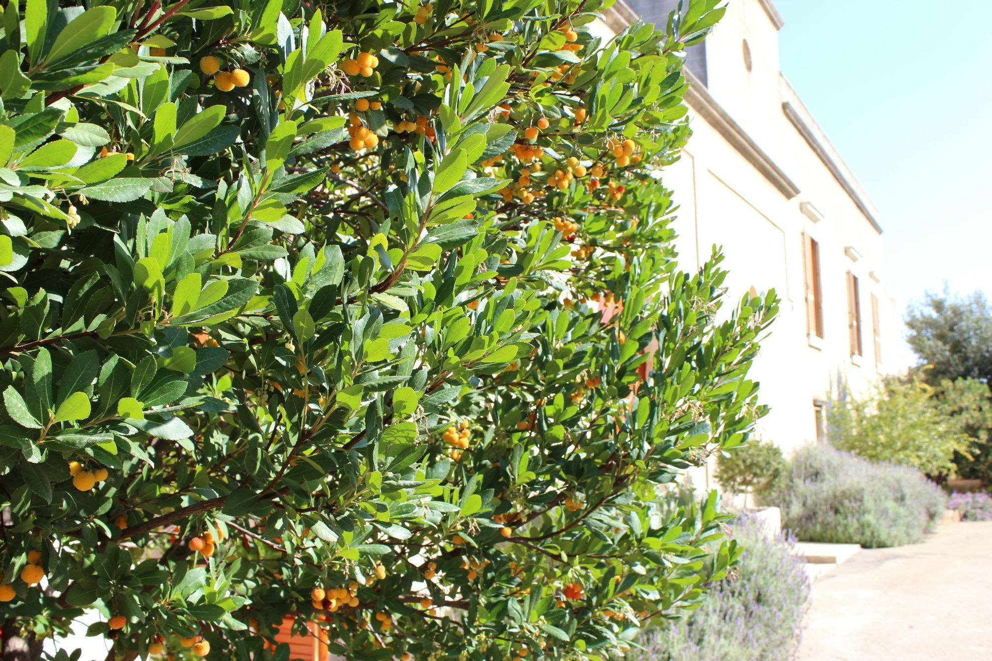 Masseria Pagani Nardò Esterno foto